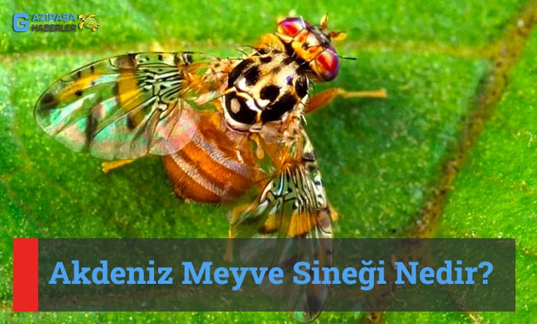 Akdeniz Meyve Sineği Nedir? Nasıl Mücadele Edilir?