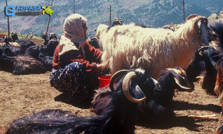 Anadolu’da Yayla Kültürü