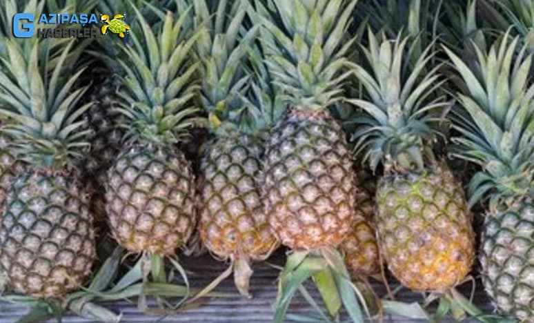 Tropikal Meyvelerden Ananas Nedir? Ananas Nasıl Yetiştirilir?