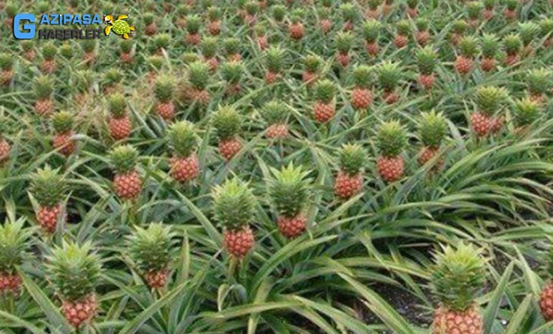 Tropikal Meyvelerden Ananas Nedir? Ananas Nasıl Yetiştirilir?