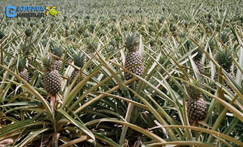 Tropikal Meyvelerden Ananas Nedir? Ananas Nasıl Yetiştirilir?