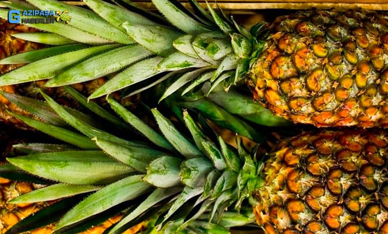 Ananas Meyvesi Nedir? Ananas Nasıl Yetiştirilir? 