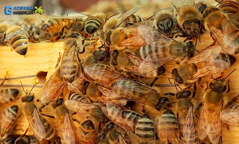 Arı Popülasyonunu Nedir? Özellikleri Nelerdir?