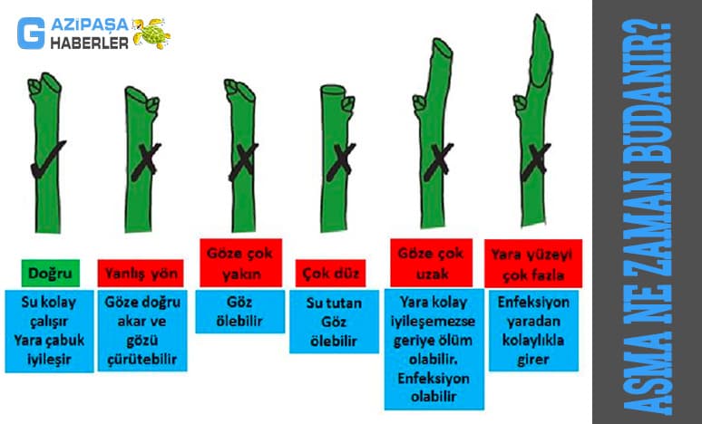 Asma Ne Zaman Budanır?