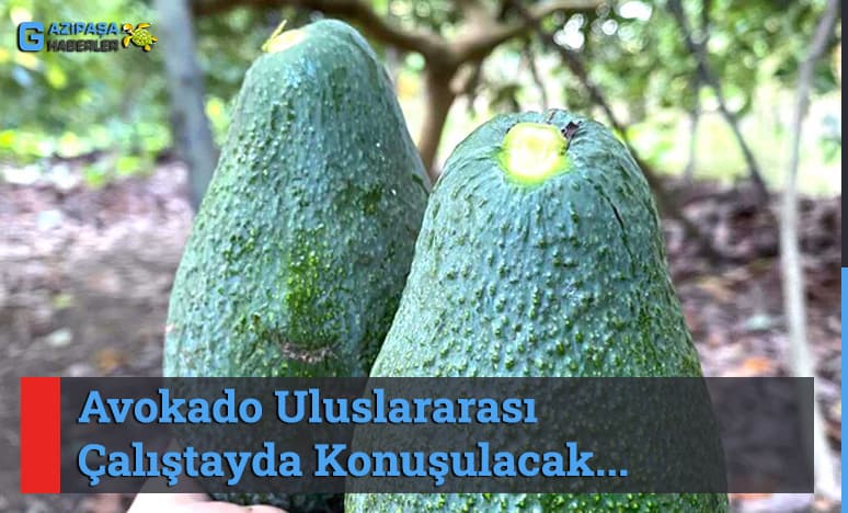 Avokado Uluslararası Çalıştayda Konuşulacak