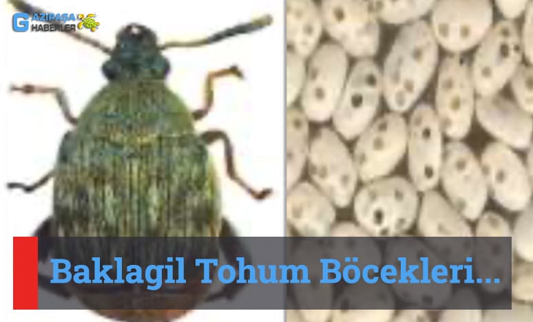 Baklagil Tohum Böcekleri