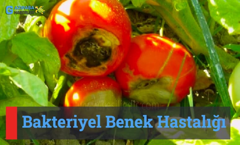 Bakteriyel Benek Hastalığı