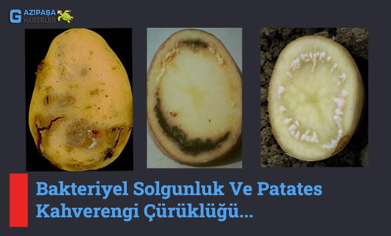 Bakteriyel Solgunluk Ve Patates Kahverengi Çürüklüğü