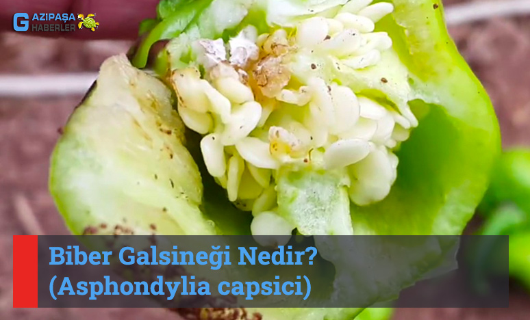 Biber Galsineği Nedir?