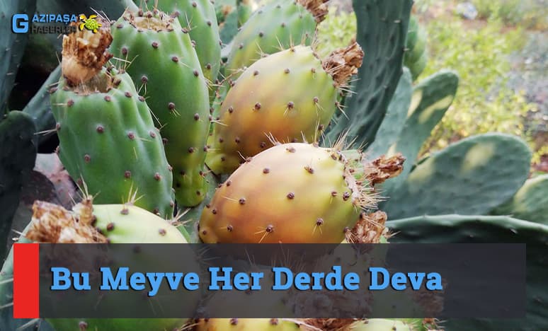 Bu Meyve Her Derde Deva