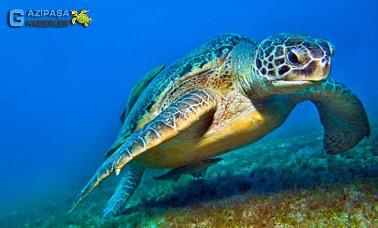 Caretta Caretta Nedir?