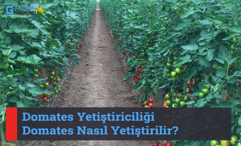 Domates Yetiştiriciliği & Sera 'da Domates Nasıl Yetiştirilir?