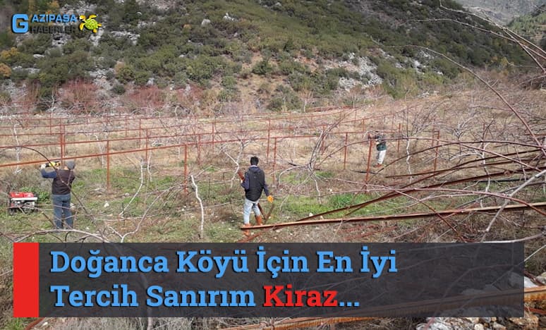 Doğanca Köyü İçin En İyi Tercih Sanırım Kiraz