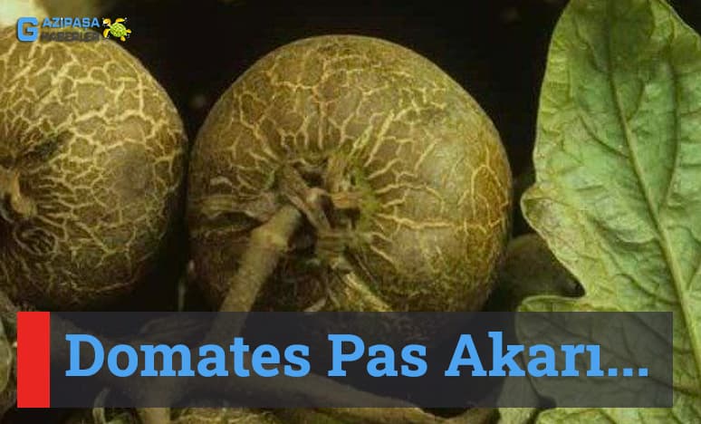 Domates Pas Akarı Nedir?