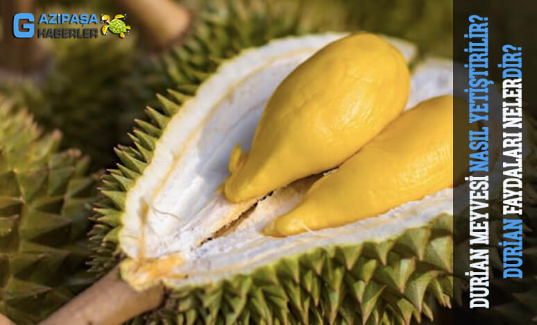 Durian Meyvesi Nasıl Yetiştirilir? Faydaları Nelerdir?