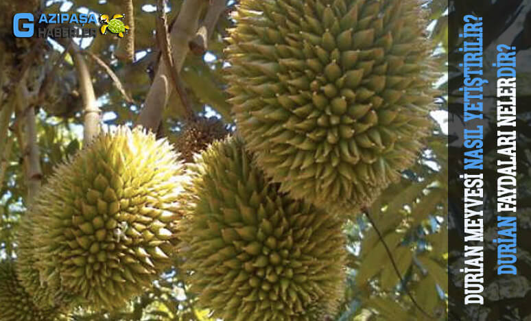 Durian Meyvesi Nasıl Yetiştirilir? Faydaları Nelerdir?