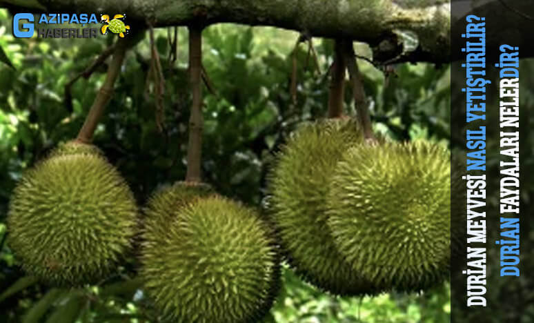 Durian Meyvesi Nasıl Yetiştirilir? Faydaları Nelerdir?