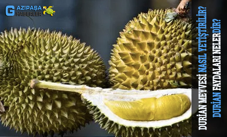 Durian Meyvesi Nasıl Yetiştirilir? Faydaları Nelerdir?