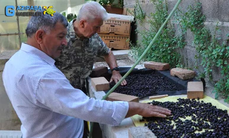 En Büyük Amacım Gazipaşada Kendi Kahvemizi Yetiştirmek...