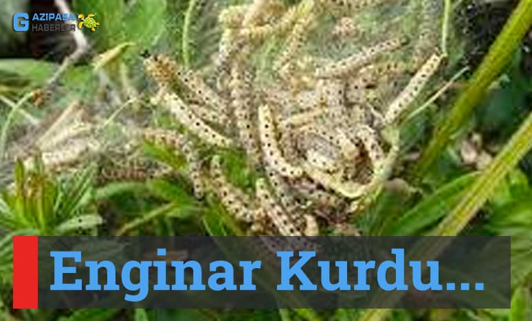 Enginar Kurdu Nedir?