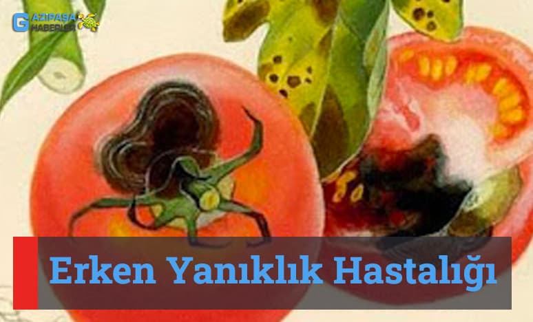 Erken Yanıklık Hastalığı