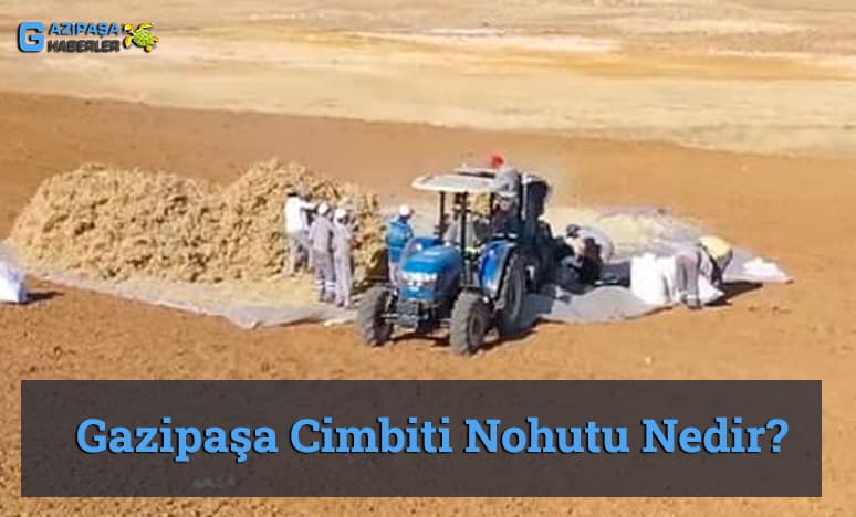 Gazipaşa Cimbiti Nohutu Nedir? 