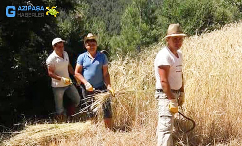 Gazipaşa Yeşilyurt Mahallesinde Buğday Hasadı Başladı…