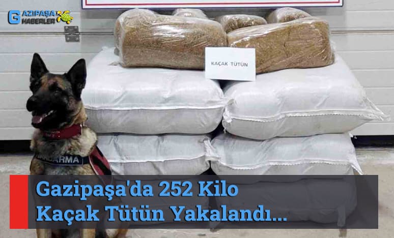 Gazipaşa'da Jandarma Ekipleri 252 Kilo Kaçak Tütün Yakalandı