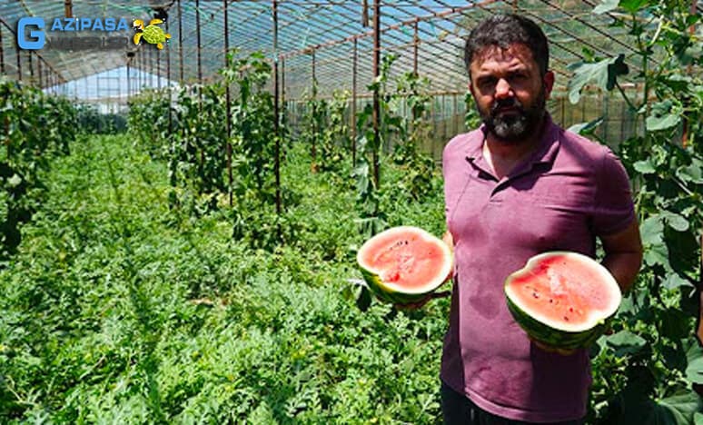 Gazipaşa'da Erken Karpuz Hasadı Başladı...