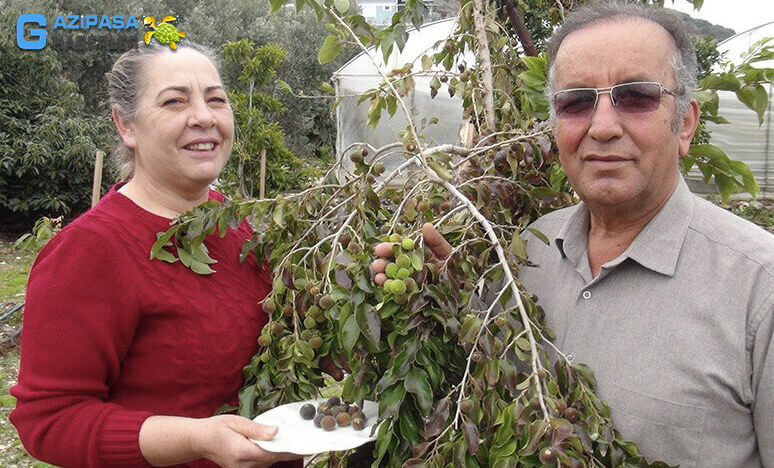 Gazipaşa'da Ketembilla 