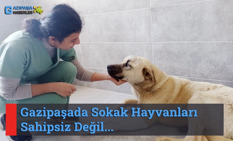 Gazipaşada Sokak Hayvanları Sahipsiz Değil...