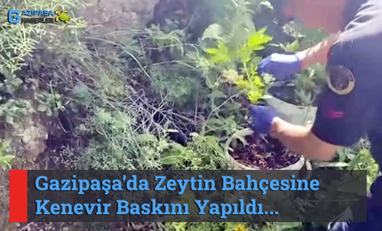 Gazipaşa’da Zeytin Bahçesine Kenevir Baskını Yapıldı