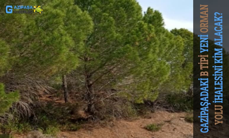 Gazipaşadaki B Tipi Yeni Orman Yolu İhalesini Kim Alacak?