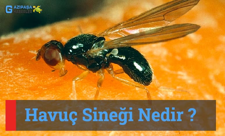 Havuç Sineği Nedir?