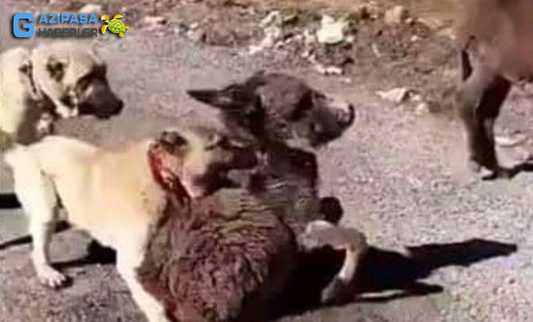 Kangal Köpeklerine Bir Aylık Yavru Sıpayı Parçalattı !!! 