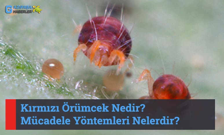 Kırmızı Örümcek Nedir? Mücadele Yöntemleri Nelerdir?