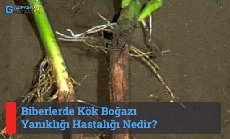 Kök Boğazı Yanıklığı