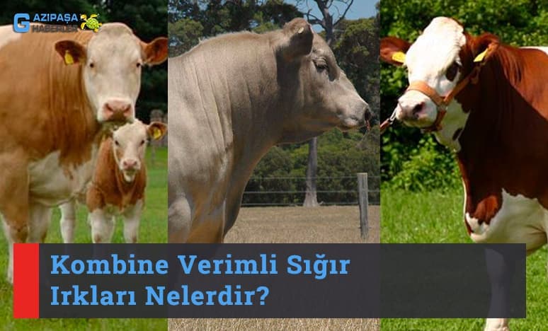 Kombine Verimli Sığır Irkları..