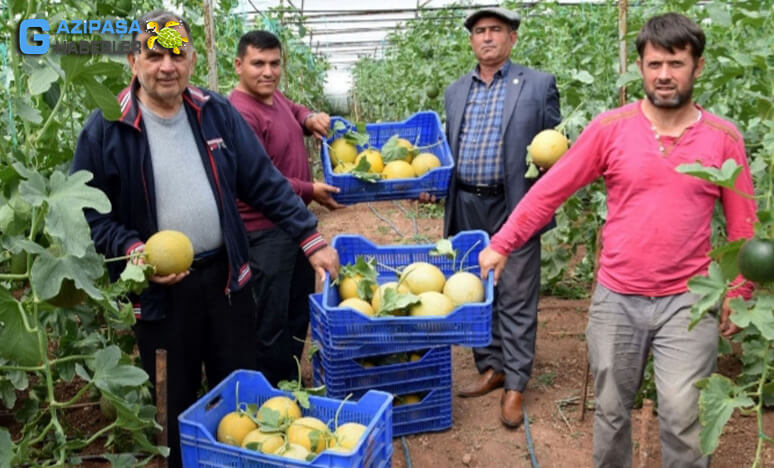 Kumluca'da Turfanda Kavun Hasadı Başladı...