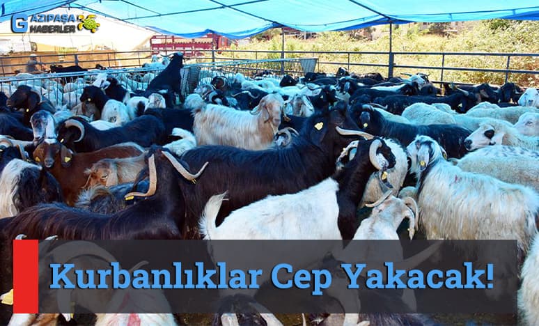 Kurbanlıklar Cep Yakacak!