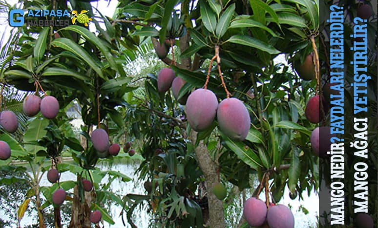 Tropikal Meyvelerden Mango Nedir? Mango Nasıl Yetiştirilir? 