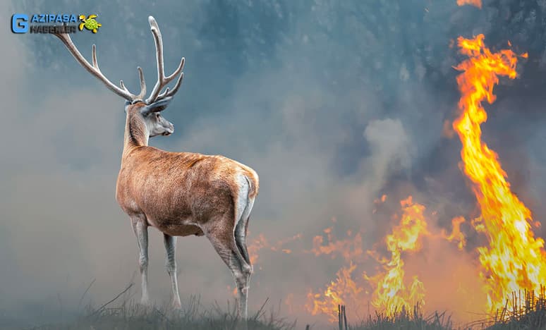 Orman Yangını Nedir? Doğa Yangınları Nasıl Önlenir? 