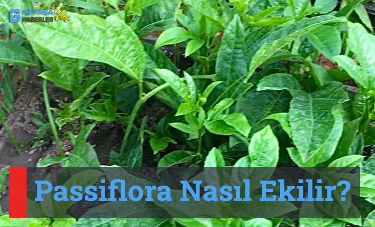 Passiflora Nasıl Ekilir?