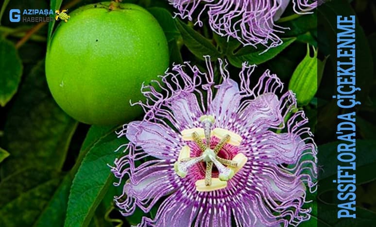 Passiflora'da Çiçeklenme...