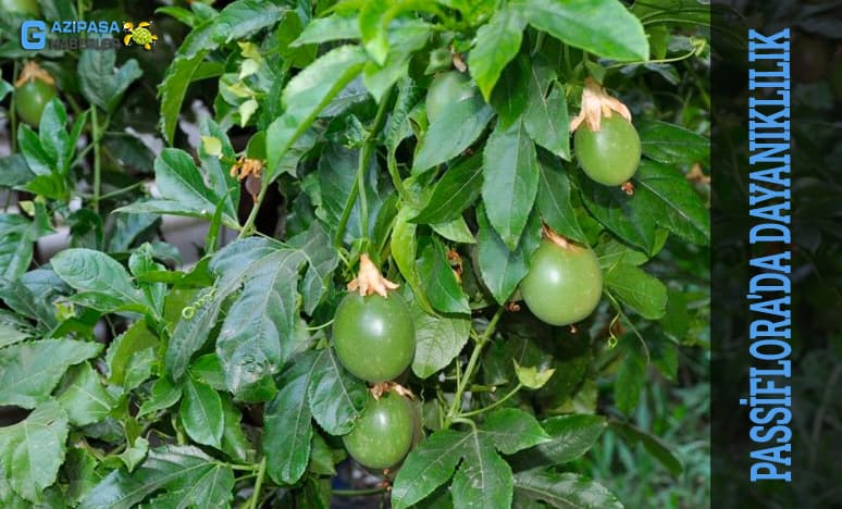 Passiflora'da Dayanıklılık...