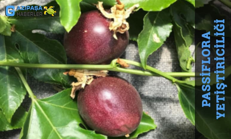 Passiflora Yetiştiriciliği Nedir?<