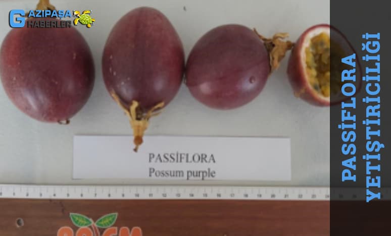 Passiflora Yetiştiriciliği Nedir?