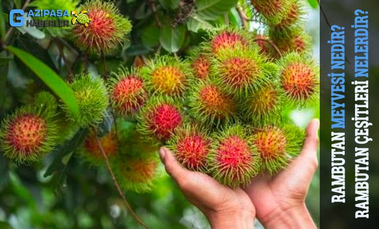 Rambutan Meyvesi Nedir? Rambutan Çeşitleri Nelerdir?