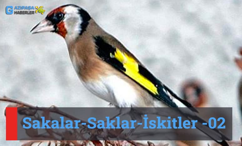 Sakalar-Saklar-İskitler- 02