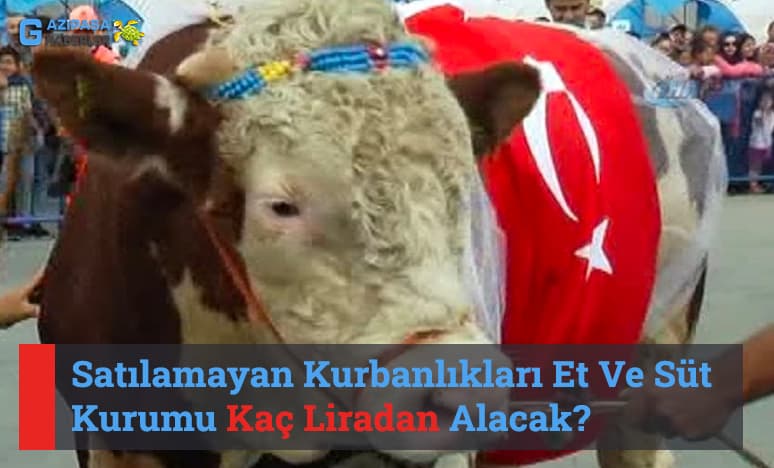 Satılamayan Kurbanlıkları Et Ve Süt Kurumu Kaç Liradan Alacak?